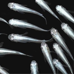 メダカ（多種類
）の画像