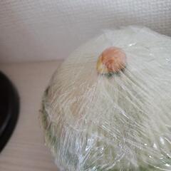 食器　蓋物の画像