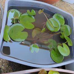 本日限り価格 睡蓮 スノーボールの画像