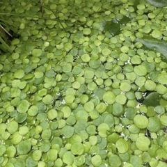 アマゾンフロッグピット　水草　水生植物　ビオトープ　メダカ　植物　観葉植物の画像