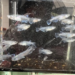めだか掬い&めだか販売の画像