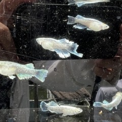 めだか掬い&めだか販売の画像