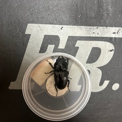 能勢YG国産オオクワガタ オス78mm　　♂1♀1ペア　　の画像