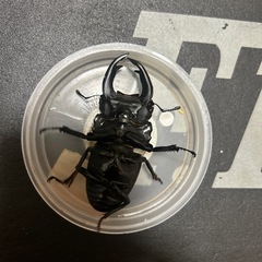 能勢YG国産オオクワガタ オス78mm　　♂1♀1ペア　　の画像