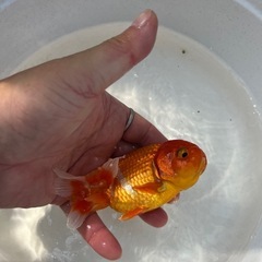 協会系　らんちゅう　金魚　2歳　の画像