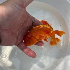 協会系　らんちゅう　金魚　2歳　の画像