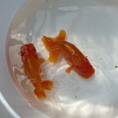 協会系　らんちゅう　金魚　2歳　の画像
