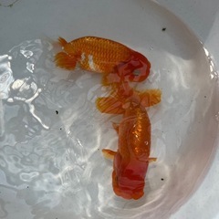 協会系　らんちゅう　金魚　2歳　の画像