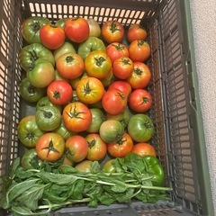 朝一収穫した傷物🍅と🫑