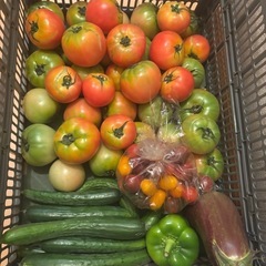 朝一収穫🥒と🫑と🍆と傷物🍅
