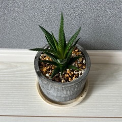 観葉植物　ハオルチアの画像