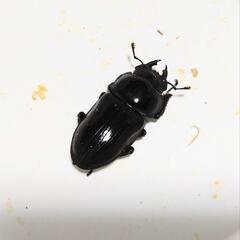 オオクワガタ　ノセYG血統　メス単品　48.8mmの画像
