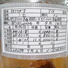 オオクワガタ　ノセYG血統　メス単品　48.8mmの画像