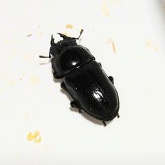 オオクワガタ　ノセYG血統　メス単品　48.8mmの画像
