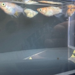 王華 ショート～半ダルマ～ダルマ 2P メダカの画像