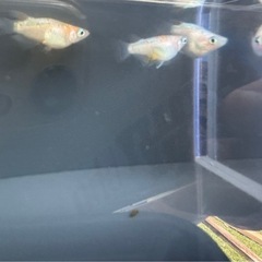 王華 ショート～半ダルマ～ダルマ 2P メダカの画像