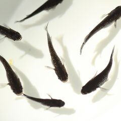 （決まりました）改良メダカ　ブラックダイヤ 5匹の画像