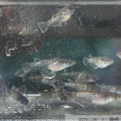 【メダカ】アルティマニア　トリオの画像
