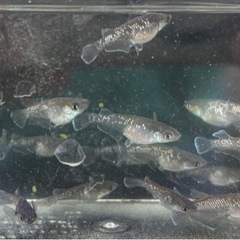 【メダカ】アルティマニア　トリオの画像