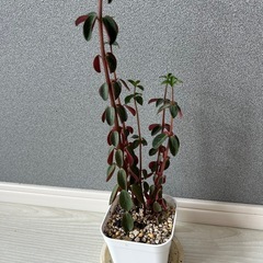 観葉植物　ペペロミアの画像