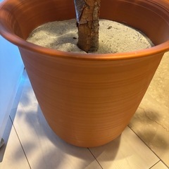 観葉植物　フェイクグリーン大型の画像