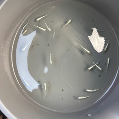 【メダカ】グラディオ　トリオの画像