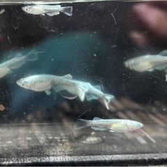 【メダカ】グラディオ　トリオの画像