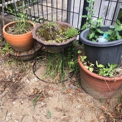 大量の植木鉢の画像