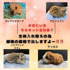 生体入れ替えの為セール！