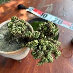 👍イワマツ【ただ今休憩中】の画像