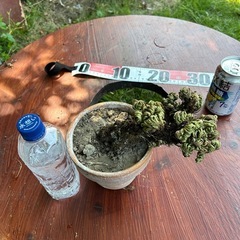 👍イワマツ【ただ今休憩中】の画像