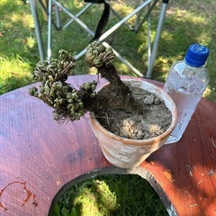 👍イワマツ【ただ今休憩中】の画像