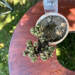 👍イワマツ【ただ今休憩中】の画像