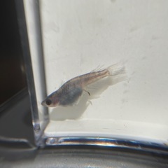 メダカ　和墨リアルロングフィン　若魚　
1ペア＋メス1　ブルーアイ因子持ち　の画像