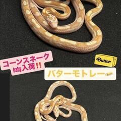 バターモトレーコーンスネーク💠入荷