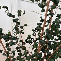 大型　観葉植物　ベンジャミンバロックの画像