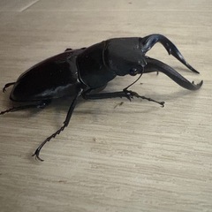 トカラノコギリクワガタの画像