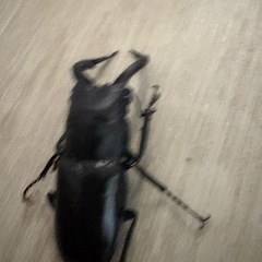 トカラノコギリクワガタの画像