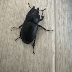 トカラノコギリクワガタの画像
