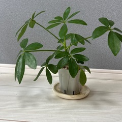 観葉植物　シェフレラ（カポック）の画像