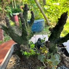 土台2 イワビワ用にの画像