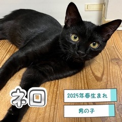元気いっぱい黒猫くん