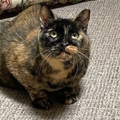 実家の猫ちゃんの行き先がありません。