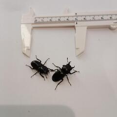 リュウキュウコクワガタ♂♀ペア大宜味村採集ワイルド個体の画像