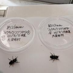 リュウキュウコクワガタ♂♀ペア大宜味村採集ワイルド個体の画像