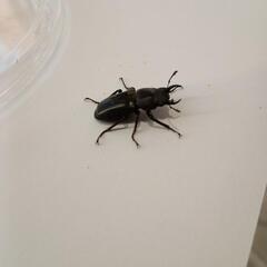リュウキュウコクワガタ♂♀ペア大宜味村採集ワイルド個体の画像