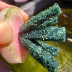 🌺日曜日🌺限定🐟めだか🐟の画像