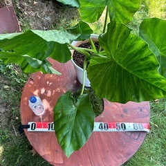 🪴モンスラテラ鉢植え🪴の画像