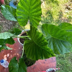 🪴モンスラテラ鉢植え🪴の画像