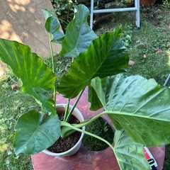 🪴モンスラテラ鉢植え🪴の画像